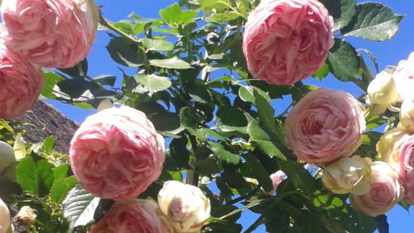 Roses