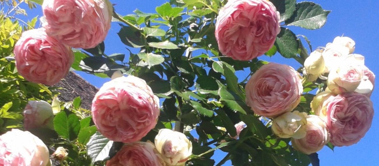 Roses